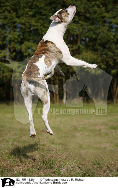 springende Amerikanische Bulldogge / jumping American Bulldog / RR-18281