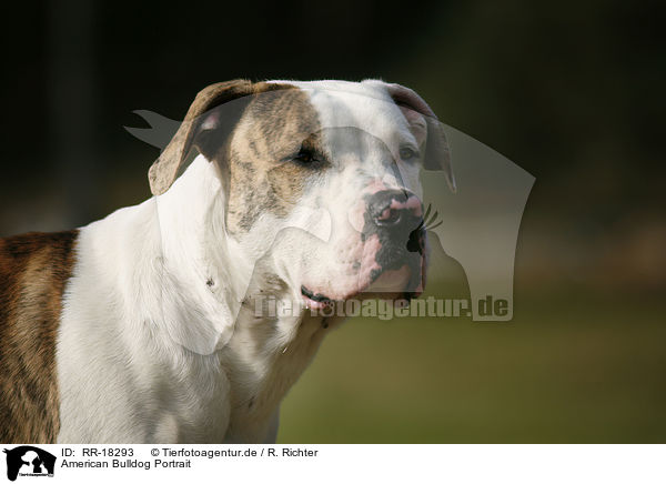 American Bulldog Portrait / American Bulldog Portrait / RR-18293