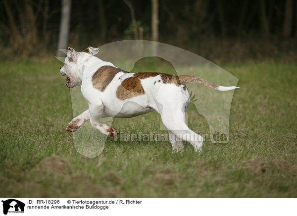 rennende Amerikanische Bulldogge / running American Bulldog / RR-18296