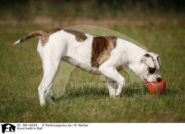 Hund beit in Ball / dog bites in ball / RR-18299