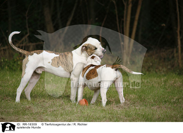 spielende Hunde / playing Dogs / RR-18309