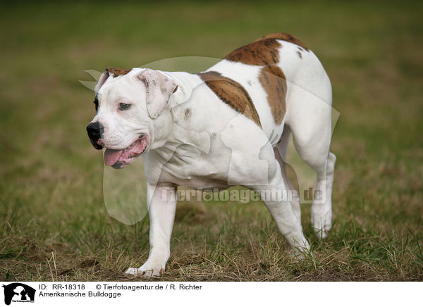 Amerikanische Bulldogge / American Bulldog / RR-18318