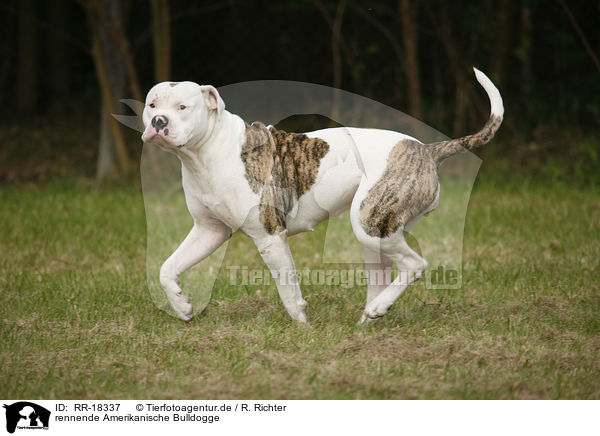 rennende Amerikanische Bulldogge / running American Bulldog / RR-18337