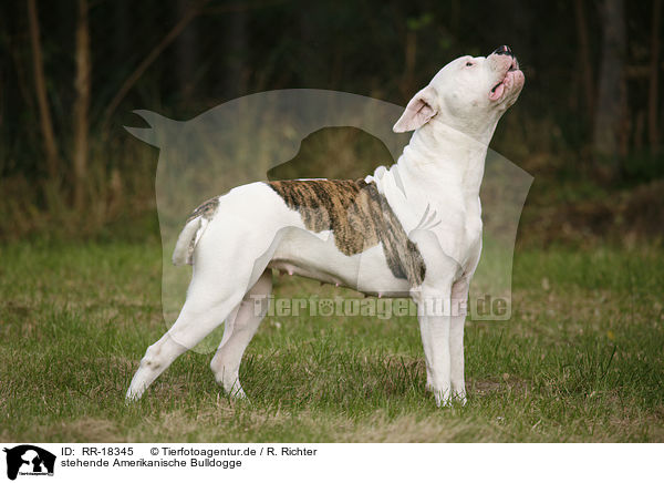 stehende Amerikanische Bulldogge / standing American Bulldog / RR-18345