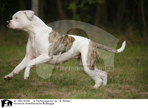 rennende Amerikanische Bulldogge / running American Bulldog / RR-18346
