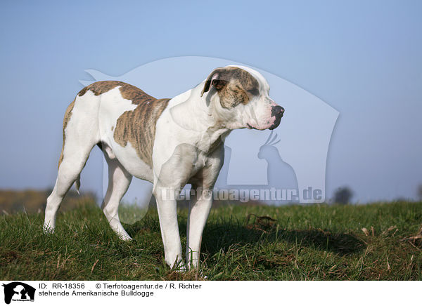 stehende Amerikanische Bulldogge / standing American Bulldog / RR-18356
