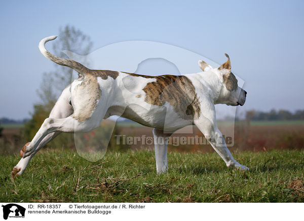 rennende Amerikanische Bulldogge / running American Bulldog / RR-18357