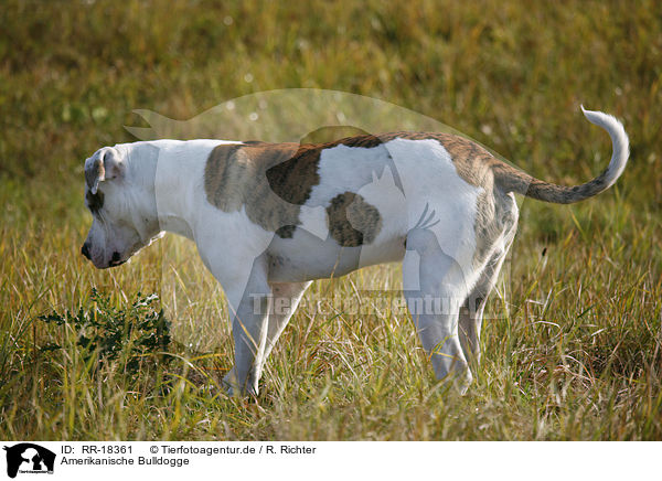 Amerikanische Bulldogge / American Bulldog / RR-18361