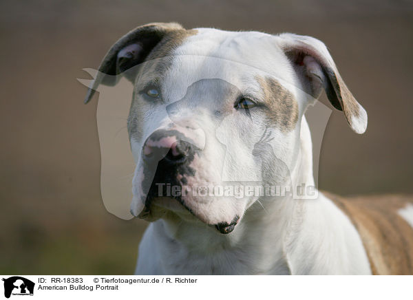 American Bulldog Portrait / American Bulldog Portrait / RR-18383