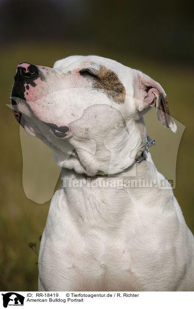 American Bulldog Portrait / American Bulldog Portrait / RR-18419