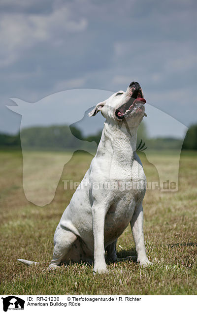 American Bulldog Rde / male American Bulldog / RR-21230