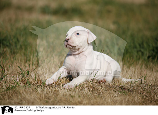 American Bulldog Welpe / American Bulldog Puppy / RR-21271