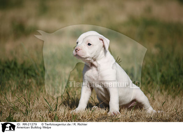 American Bulldog Welpe / American Bulldog Puppy / RR-21279