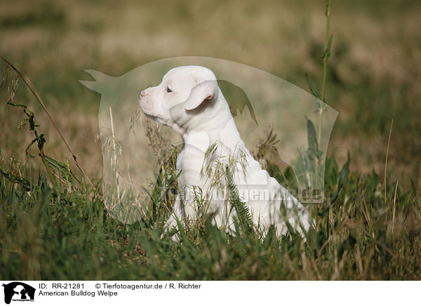 American Bulldog Welpe / American Bulldog Puppy / RR-21281