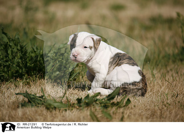 American Bulldog Welpe / American Bulldog Puppy / RR-21291