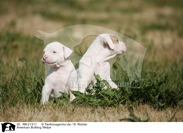 American Bulldog Welpe / American Bulldog Puppy / RR-21311