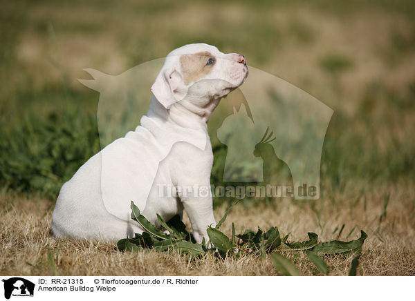 American Bulldog Welpe / American Bulldog Puppy / RR-21315