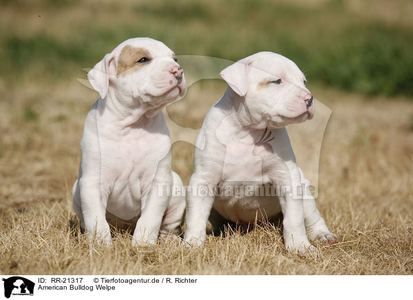 American Bulldog Welpe / American Bulldog Puppy / RR-21317