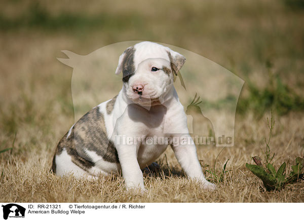 American Bulldog Welpe / American Bulldog Puppy / RR-21321