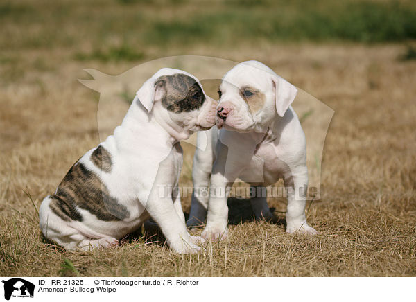 American Bulldog Welpe / American Bulldog Puppy / RR-21325