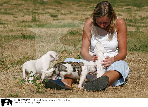 American Bulldog Welpe / American Bulldog Puppy / RR-21342