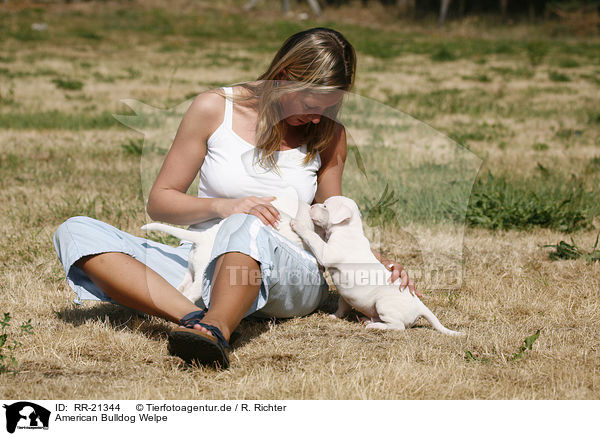 American Bulldog Welpe / American Bulldog Puppy / RR-21344