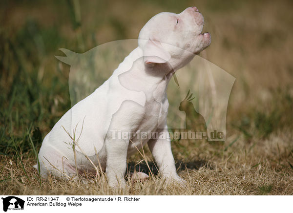 American Bulldog Welpe / American Bulldog Puppy / RR-21347