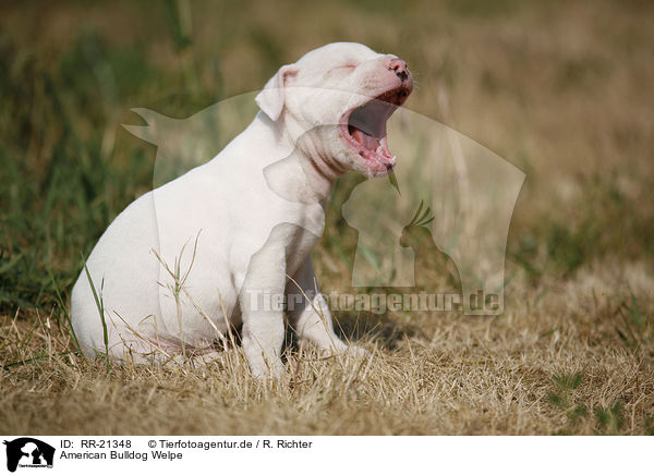 American Bulldog Welpe / American Bulldog Puppy / RR-21348