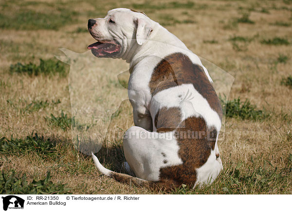 American Bulldog / American Bulldog / RR-21350