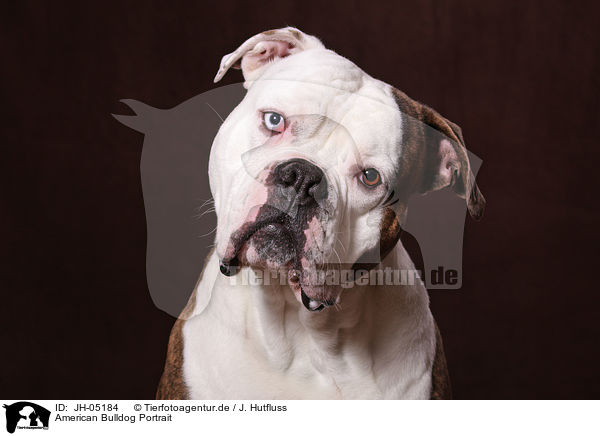 American Bulldog Portrait / JH-05184