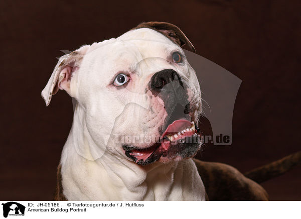 American Bulldog Portrait / American Bulldog Portrait / JH-05186