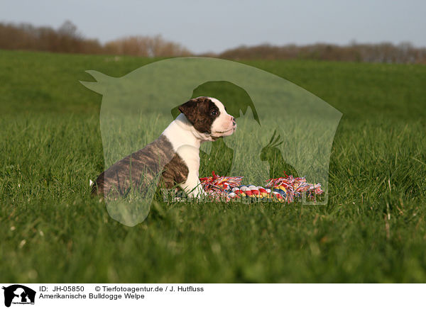 Amerikanische Bulldogge Welpe / American Bulldog Puppy / JH-05850