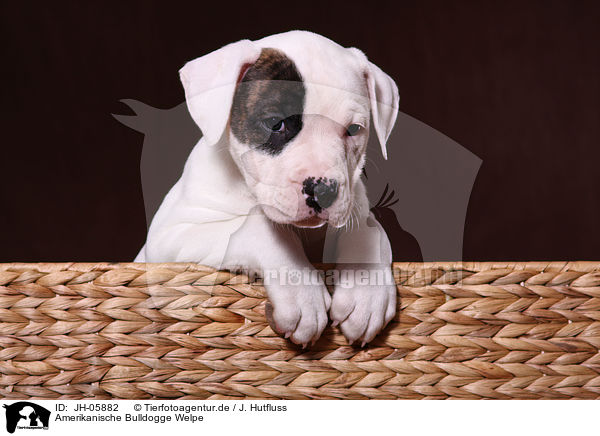 Amerikanische Bulldogge Welpe / American Bulldog Puppy / JH-05882