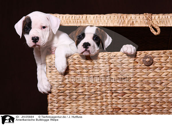 Amerikanische Bulldogge Welpe / American Bulldog Puppy / JH-05884