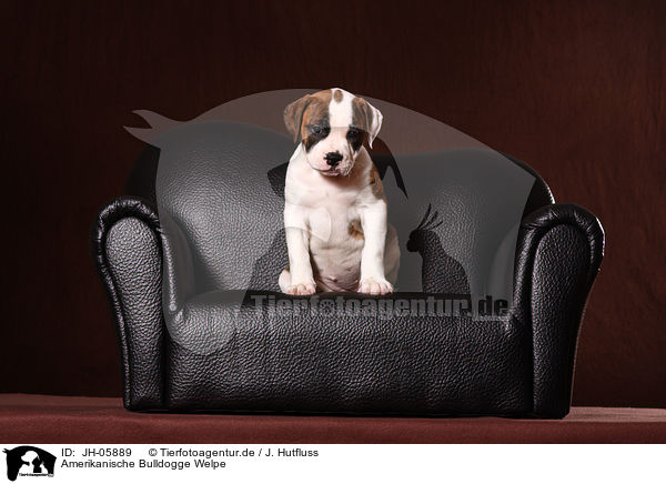 Amerikanische Bulldogge Welpe / American Bulldog Puppy / JH-05889
