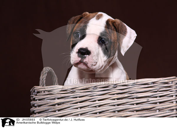 Amerikanische Bulldogge Welpe / American Bulldog Puppy / JH-05893