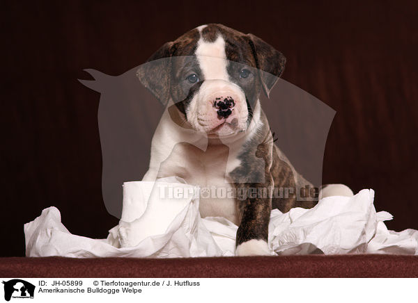 Amerikanische Bulldogge Welpe / American Bulldog Puppy / JH-05899