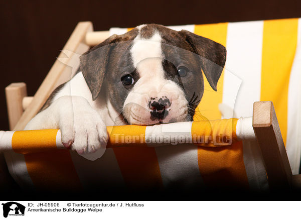 Amerikanische Bulldogge Welpe / American Bulldog Puppy / JH-05906