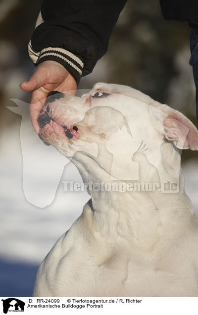 Amerikanische Bulldogge Portrait / RR-24099