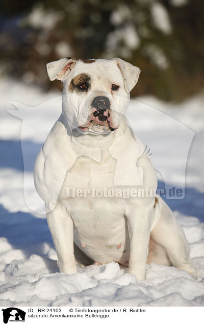 sitzende Amerikanische Bulldogge / sitting American Bulldog / RR-24103