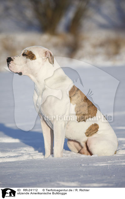 sitzende Amerikanische Bulldogge / sitting American Bulldog / RR-24112