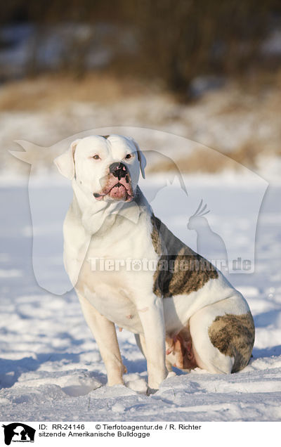 sitzende Amerikanische Bulldogge / sitting American Bulldog / RR-24146