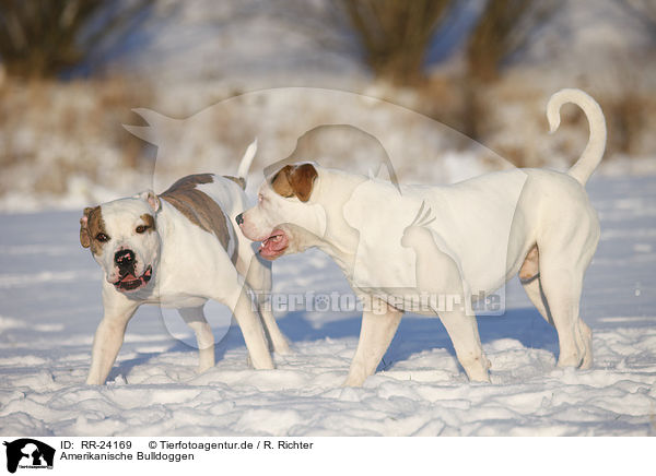 Amerikanische Bulldoggen / American Bulldogs / RR-24169
