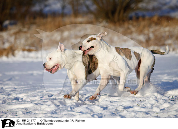 Amerikanische Bulldoggen / American Bulldogs / RR-24177