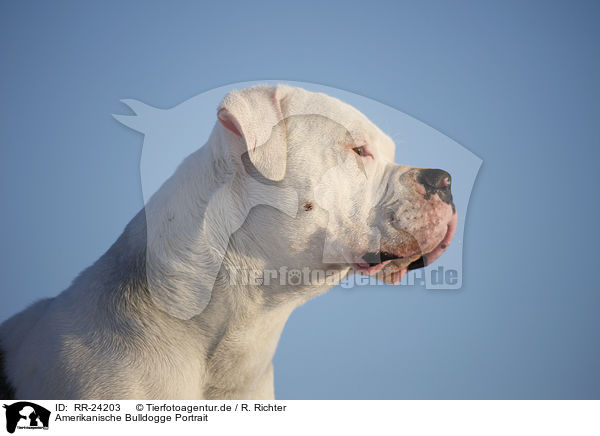 Amerikanische Bulldogge Portrait / American Bulldog Portrait / RR-24203