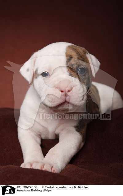 American Bulldog Welpe / American Bulldog puppy / RR-24656