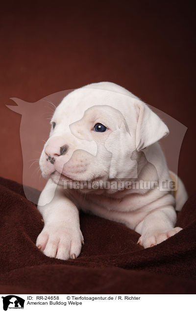 American Bulldog Welpe / American Bulldog puppy / RR-24658