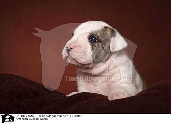 American Bulldog Welpe / American Bulldog puppy / RR-24687