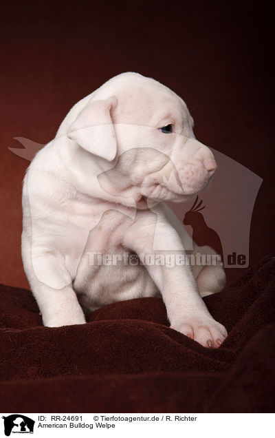 American Bulldog Welpe / American Bulldog puppy / RR-24691