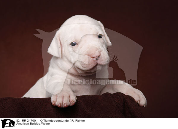 American Bulldog Welpe / American Bulldog puppy / RR-24700